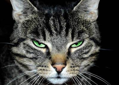 Почему кошка шипит: особенности характера или повод для визита к ветеринару?