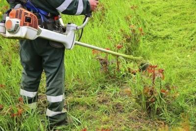 Курские управляющие компании получили 10 уведомлений за нескошенную траву