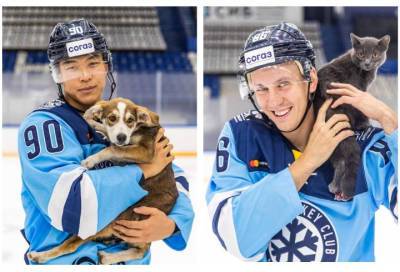 Хоккеисты из Новосибирска устроили фотосессию с бездомными животными