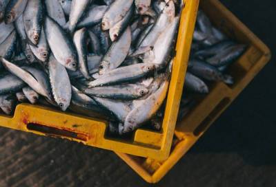 В России подорожает рыба из-за повышения цены на перевозки