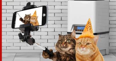 Гаджеты для кошек: умные устройства, которые упростят уход за питомцем