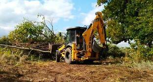 Активисты остановили вырубку деревьев в Волго-Ахтубинской пойме