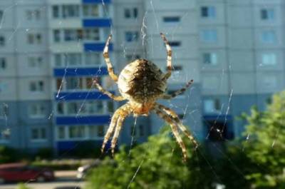 Суеверные приметы про пауков, главное не убегать - skuke.net