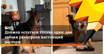 Клинт Иствуд - Должен остаться только один: две собаки разыграли настоящий вестерн - ridus.ru