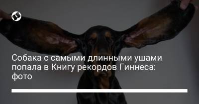 Собака с самыми длинными ушами попала в Книгу рекордов Гиннеса: фото