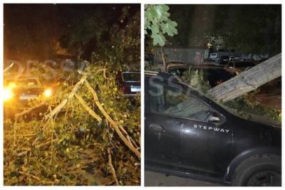 Огромное дерево рухнуло посреди двора в Одессе, много пострадавших: кадры ЧП
