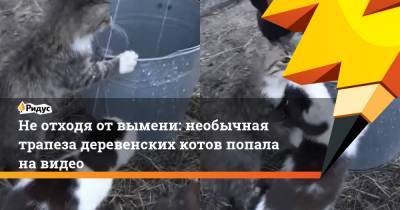 Не отходя от вымени: необычная трапеза деревенских котов попала на видео