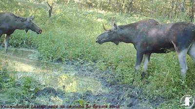 В Воронежской области камеры записали флиртующих лосей