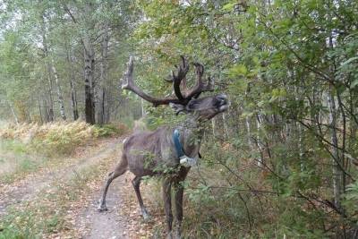 Облминлесхоз предупреждает охотников: не перепутайте лося с северным оленем