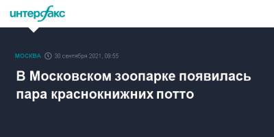 В Московском зоопарке появилась пара краснокнижних потто - interfax.ru - Москва