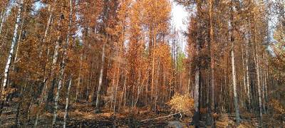Появились первые расчеты, какая площадь сгоревших лесов Карелии может попасть под топор - stolicaonego.ru - район Сегежский - район Суоярвский - республика Карелия - Экология