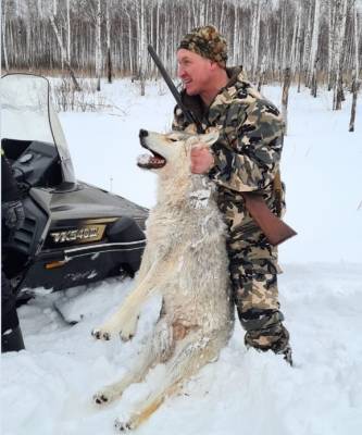 Главу Катайского охотхозяйства наказали за егеря, организовавшего жестокой охоты на волков