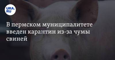 В пермском муниципалитете введен карантин из-за чумы свиней