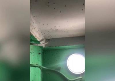 Жители дома на Московском шоссе пожаловались на нашествие мух