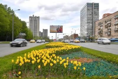 Почти 14 миллионов тюльпанов украсят Москву весной