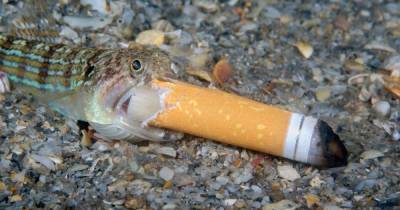 Океан курильщика. Фотограф запечатлел рыбу-ящерицу, глотающую выброшенный окурок (фото)