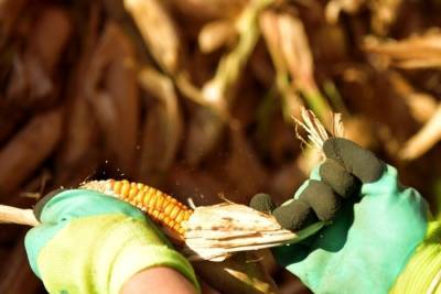 Кубань введет новые меры поддержки на покупку отечественных семян кукурузы и подсолнечника