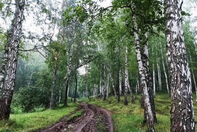 В Башкирии мужчина незаконно вырубил лес более чем на 800 тысяч рублей