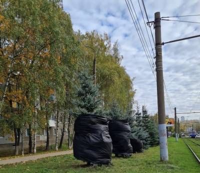 Одиннадцать елей пересадили в Советском районе по просьбе местных жителей