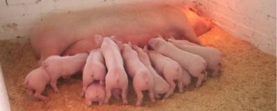 Вспышка африканской чумы свиней обнаружена рядом с Пермским свинокомплексом