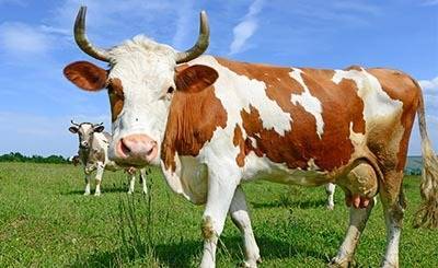 Для охраны природы в Гарце используется крупный рогатый скот