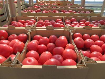 В России резко подорожали помидоры и огурцы