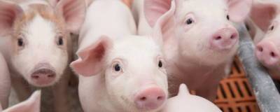 В России по итогам 2021 года производство свиней превысит 5,5 млн тонн