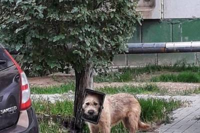В Астрахани бегает собака с пластиковой коробкой на голове