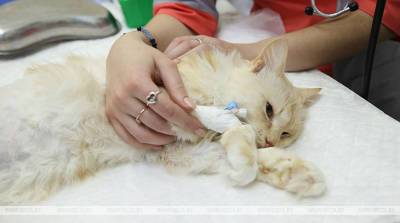Потерявшей лапу кошке впервые поставили протез белорусского производства