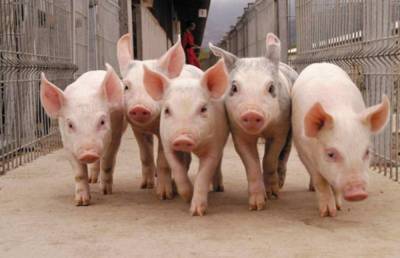 Рекомендации по содержанию свиней владельцам подсобных хозяйств