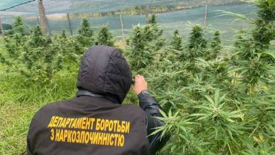 На Днепропетровщине полицейские обнаружили элитной конопли на два миллиона