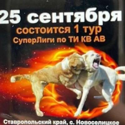 В Ставрополье, практически открыто, проводят собачьи бои