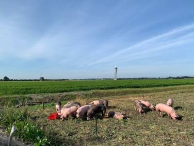 Амстердамский аэропорт "нанял" на работу свиней
