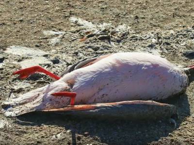 Берег усеян трупами: на побережье в Крыму погибли тысячи перелетных птиц