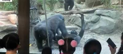 Обезьяны занялись оральным сексом в нью-йоркском зоопарке на глазах у детей