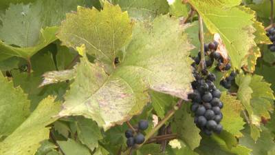Урожай винограда собирают садоводы Минской области