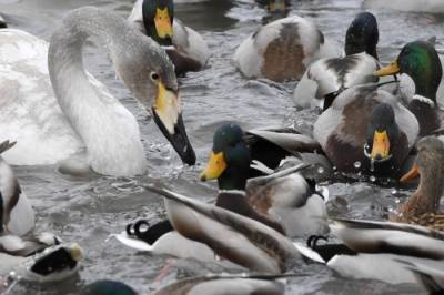 Пять сел в Крыму проверят из-за массовой гибели водоплавающих птиц