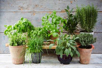 Специалисты рассказали, какие лекарственные травы можно выращивать дома