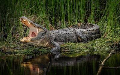 Как крокодилы чистят зубы