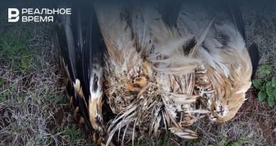 Гендиректора эксплуатирующей ЛЭП организации привлекли к ответственности после гибели краснокнижного орла