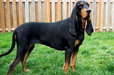 Собака из США с самыми длинными ушами в мире попала в Книгу рекордов Гиннеса и мира