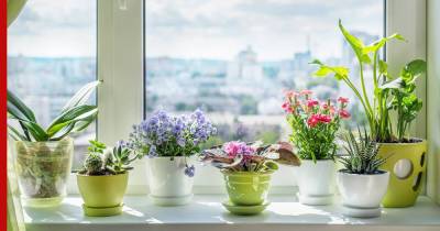 Красиво цветут и неприхотливы в уходе: комнатные растения для ленивых