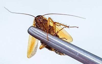 У двух нижегородцев обнаружили тараканов в ушах