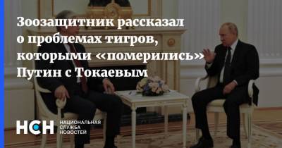 Зоозащитник рассказал о проблемах тигров, которыми «померились» Путин с Токаевым