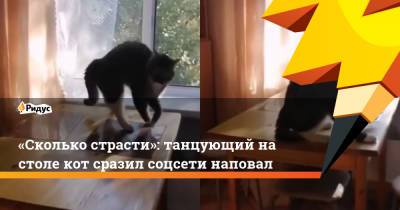 «Сколько страсти»: танцующий на столе кот сразил соцсети наповал