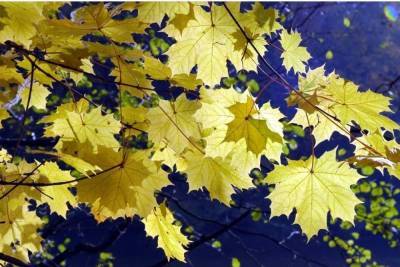 Американские ученые обнаружили причину позднего пожелтения листвы деревьев