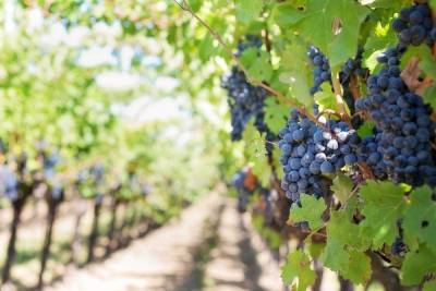 Житель Феодосии украл почти тонну винограда с полей крымских фермеров