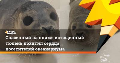 Спасенный на пляже истощенный тюлень похитил сердца посетителей океанариума