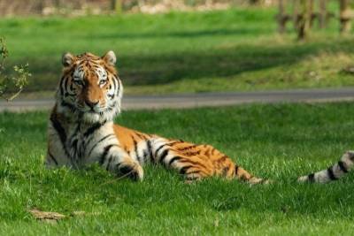 В России растет популяция амурского тигра