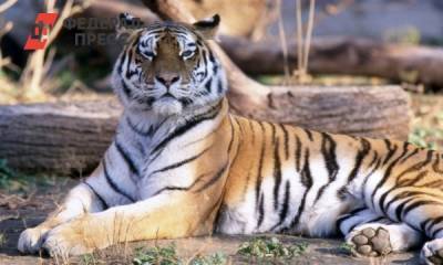 В России подсчитают амурских тигров